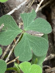 Oxalis chnoodes