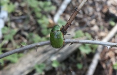 Brachysternus prasinus