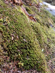 Marsupella emarginata