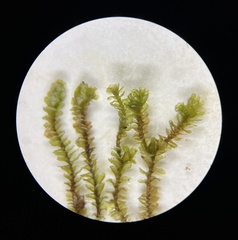 Marsupella emarginata