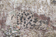 Tephromelataceae