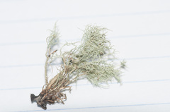 Usnea cornuta
