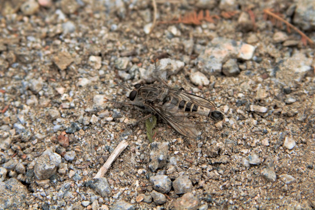 Cratolestes wirthi