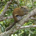 Borneo Black-banded Squirrel - Photo (c) Jiro Iguchi, some rights reserved (CC BY-NC), uploaded by Jiro Iguchi