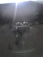 Latrodectus geometricus