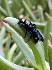 Laeviscolia frontalis