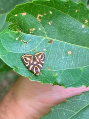 Hemerophila albertiana
