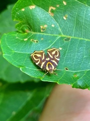 Hemerophila albertiana