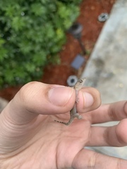 Hemidactylus mabouia