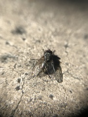 Muscidae