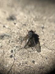Muscidae