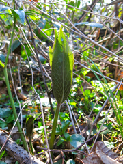 Helleborus viridis