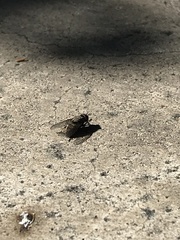 Muscidae