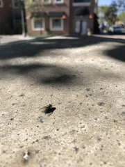 Muscidae