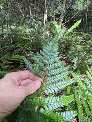 Davallia solida pyxidata