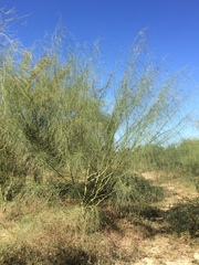 Parkinsonia aculeata