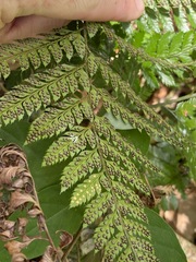 Davallia solida pyxidata