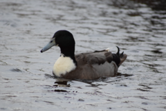 Anas platyrhynchos domesticus