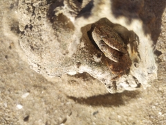 Geograpsus lividus