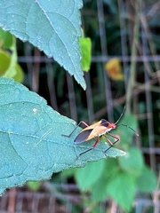 Hypselonotus bitrianguliger