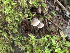 Mycena stipata