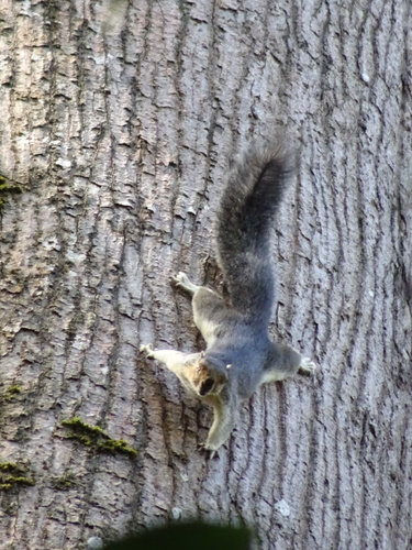 Ratufa affinis