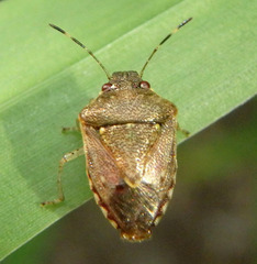 Mormidea cubrosa
