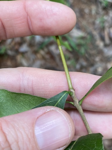 Image of Notelaea punctata by (c) Greg Tasney, some rights reserved (CC BY-SA)