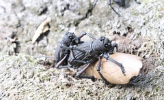 Aegorhinus suturalis