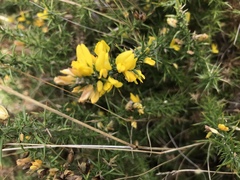 Ulex minor