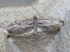 Eupithecia acutipennis
