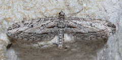 Eupithecia acutipennis