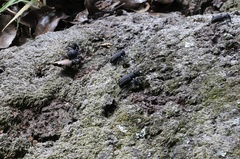 Aegorhinus suturalis