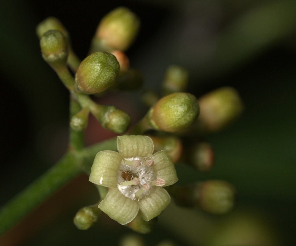 Psychotrieae