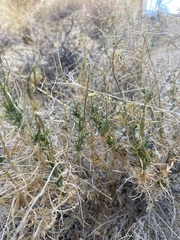 Pleurocoronis pluriseta