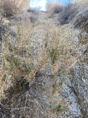 Pleurocoronis pluriseta