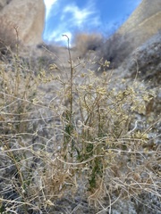 Pleurocoronis pluriseta