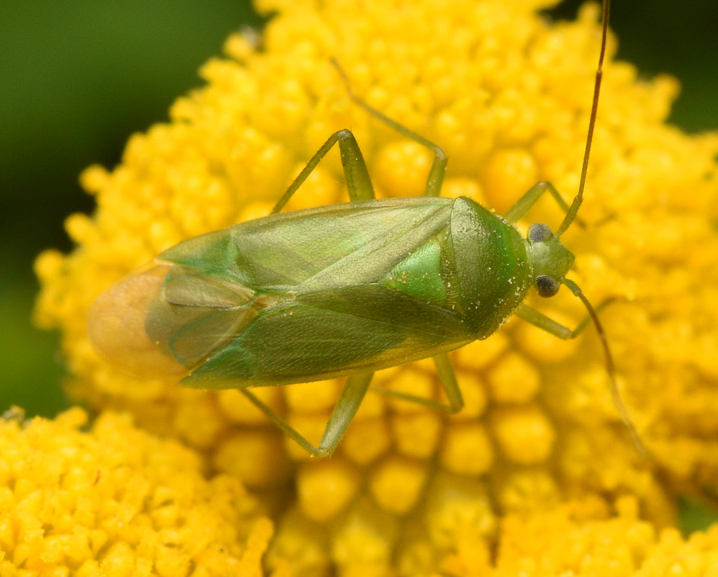 Common Green Capsid, photo 1 of 10