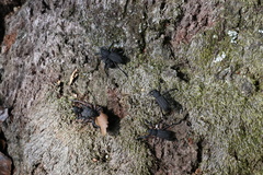 Aegorhinus suturalis