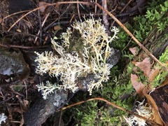 Sphaerophorus globosus