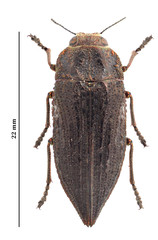 Ectinogonia buquetii