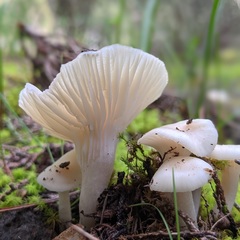 Cuphophyllus virgineus