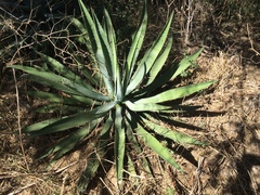 Agave aurea