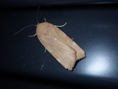 Noctua fimbriata