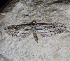 Eupithecia acutipennis