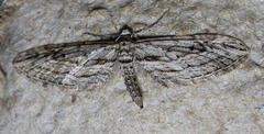 Eupithecia acutipennis