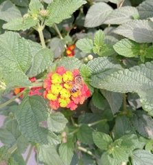 Apis mellifera
