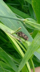 Protaetia fusca