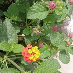 Apis mellifera