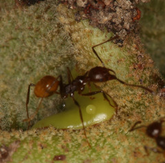 Pheidole xanthogaster